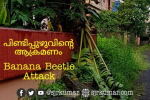 Read more about the article വാഴയിലെ പിണ്ടിപ്പുഴു…